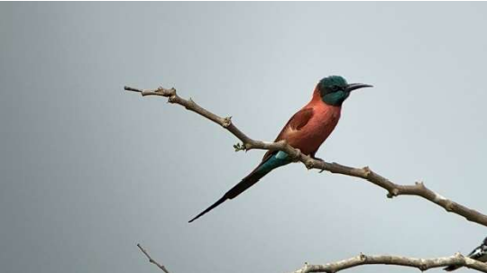Northern Carmine Bee-eater
